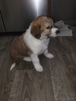 Prodám štěňátko středního vzrůstu - 6