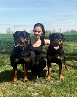Štěňata rotvajler s PP - Rottweiler - štěně RTW - 6
