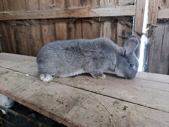 Králík Vídeňský bílý a modrošedý - 6