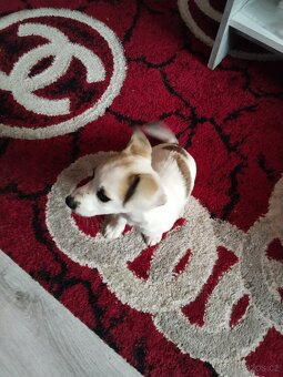 Jack Russell teriér - 6