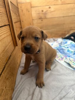 Štěňátka Border kolie a Labradora - 6