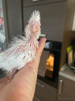 Samičky korely Bílá Albino - 6