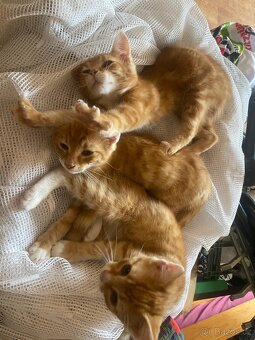 3 zrzaví kocourci hledají domov - 6