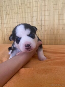 Čistokrevní HUSKY bez PP - 6