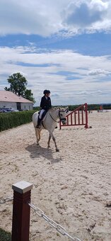 Pony kobylka po bonsaj - 6