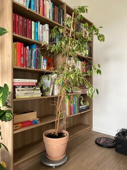 Pokojové rostliny - 6