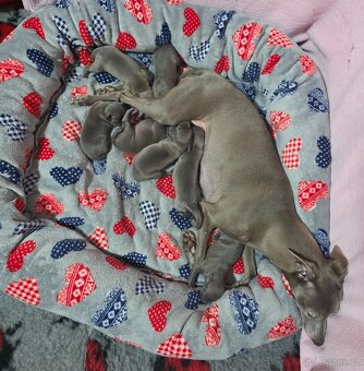 ITALSKÝ CHRTÍK - 6