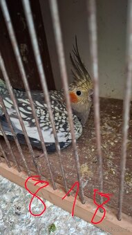 Korela chocholatá - 6