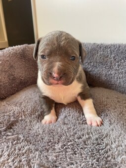 American Bully x Staford - 6