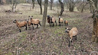 Kamerunské ovce - 6