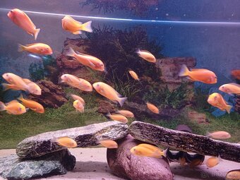 Tropheus Red Bishop - 6