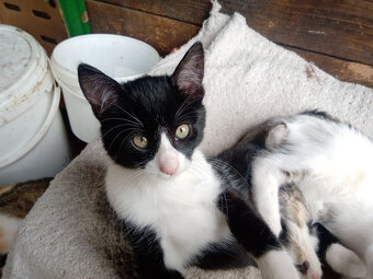 daruji dvě koťata - 6