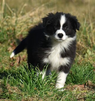 Border kolie s PP - 6