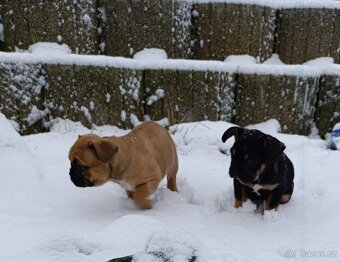 Francouzský buldocek - 6