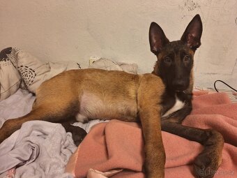 Štěně  Malinois - 6