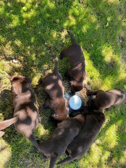 Štěňátka labradorského retrievera - 6