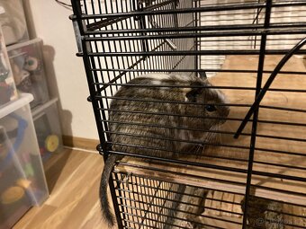 Daruji osmaky degu - 6