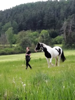 8letá kobyla barokní pinto - 6