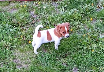 Jack russell terier krásný hnědobílý pejsek - 6