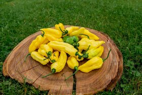 Chilli semena - Semínka chilli papričky • CERTIFIKOVANÁ • - 6