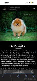 Pomeranian s PP FCI, kluk - 6