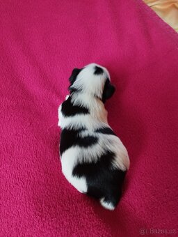 Biewer Jorkširský terier - 6