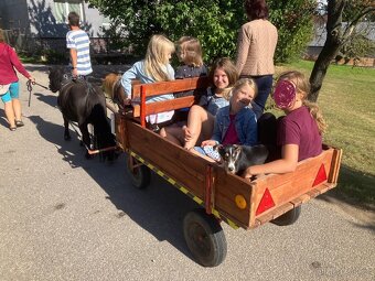 Minihorse kobylka a valach - 6