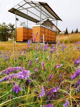 Včelí oddělky 2026 + dovoz - 6