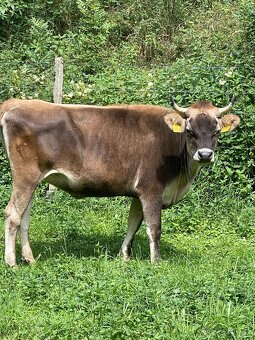 Jersey x Brown Swiss - 6