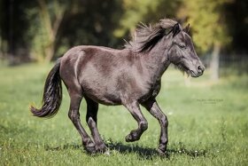 Falabella hřebec ( minihorse miny pony ) - 6