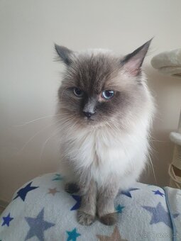 Ragdoll krytí - 6