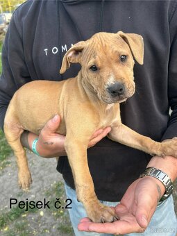 Americký pitbullterier - 6