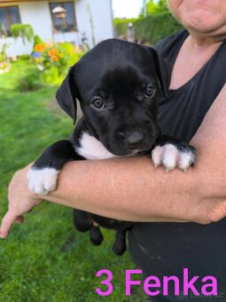 Štěňátka stafordšírskýho teriéra (amstaff) - 6