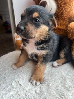 štěňátka Bordelkolie🐶 - 6