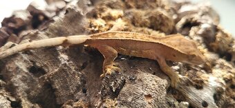 Pagekon řasnatý mláďata Correlophus ciliatus - 6