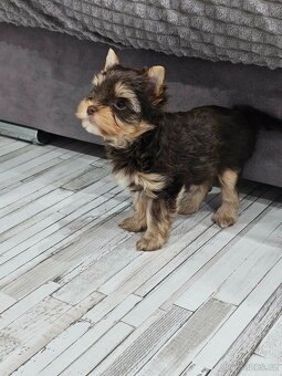 Jorkšírský teriér Čoko - 6