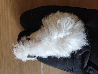 morče, morčátko - 6