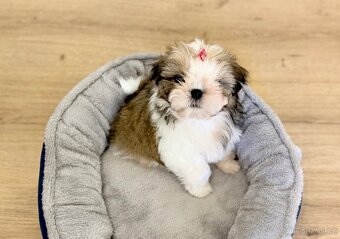 nejmilejší Shih-Tzu štěňátka - 6
