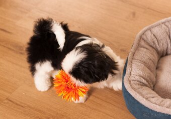 nejmilejší Shih-Tzu štěňátka - 6