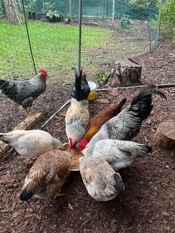 Prodej bio vajec - 6