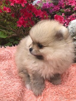 Pomeranian s p.p - 6