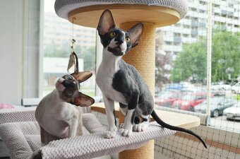 Maciatka cornish rex s PP - 6