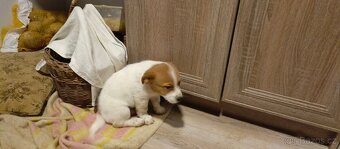 Štěňata kříženci - 6