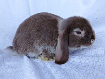 Zakrslí beránci a bílopesíkatí králíčci s rodokmenem - 6