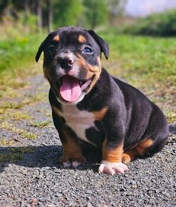 American bully s PP Abkc - 6