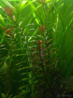 akvarijní rostliny - 6
