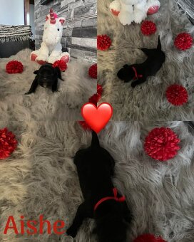 Cane corso - 6