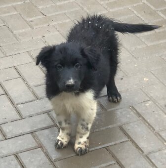 Border kolie - 6