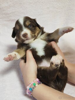 Štěňata Miniaturní americký ovčák s PP - 6