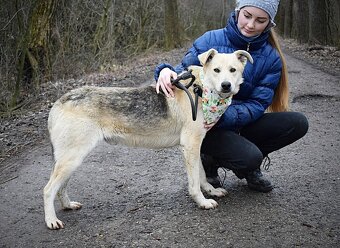 ŽIŽI K ADOPCI - 2 ROKY, ODDANÝ, BYSTRÝ, UČENLIVÝ - 6